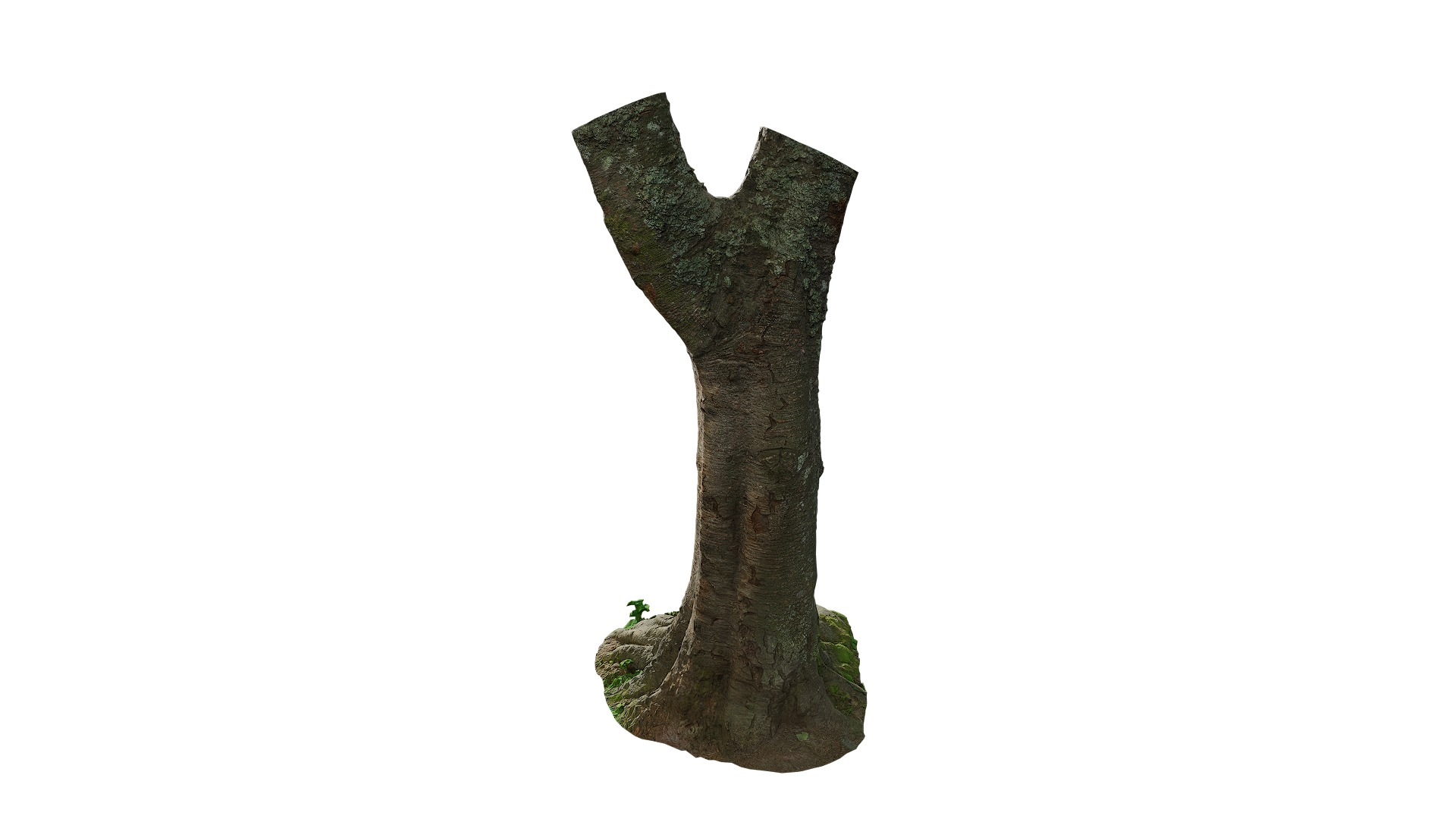 Anydrafts Betula albosinensis Trunk 06 Low-poly 3D model_2