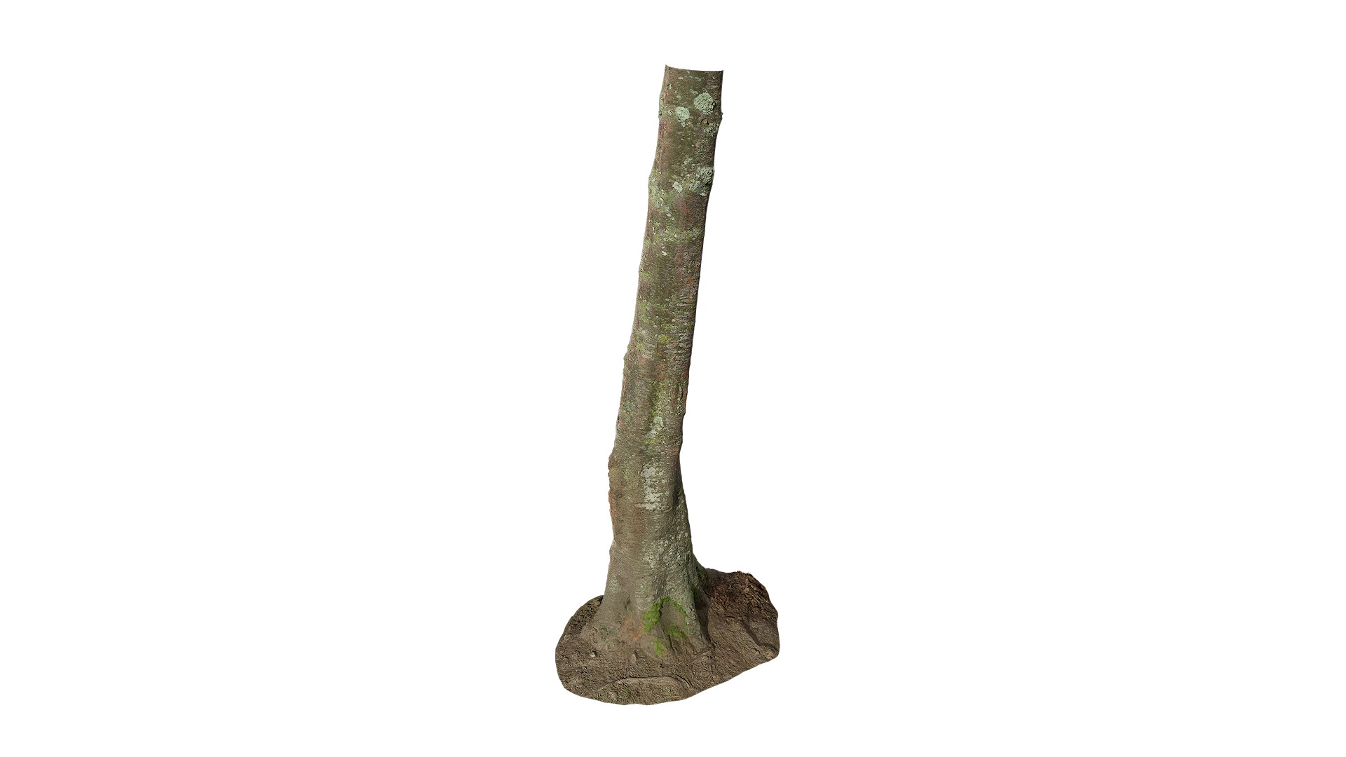 Anydrafts Betula albosinensis Trunk 07 Low-poly 3D model_8