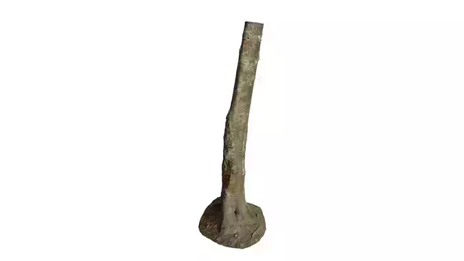 Anydrafts Betula albosinensis Trunk 07 Low-poly 3D model