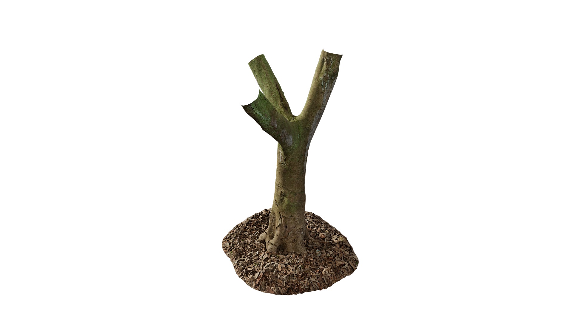Anydrafts Cinnamomum burmannii Trunk 19 Low-poly 3D model_6