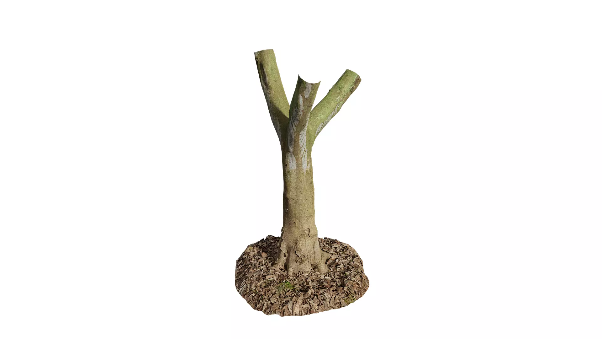 Anydrafts Cinnamomum burmannii Trunk 19 Low-poly 3D model_0