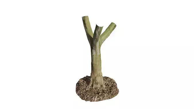 Anydrafts Cinnamomum burmannii Trunk 19