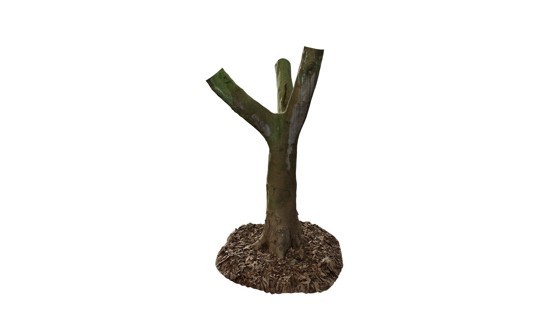 Anydrafts Cinnamomum burmannii Trunk 19 Low-poly 3D model_2