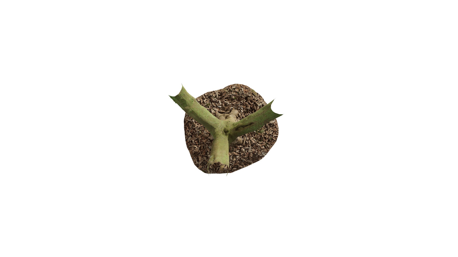 Anydrafts Cinnamomum burmannii Trunk 19 Low-poly 3D model_4