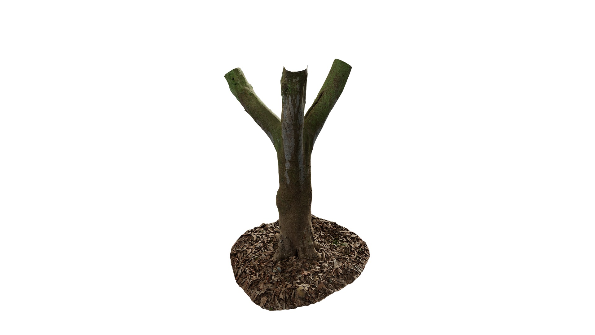 Anydrafts Cinnamomum burmannii Trunk 19 Low-poly 3D model_10