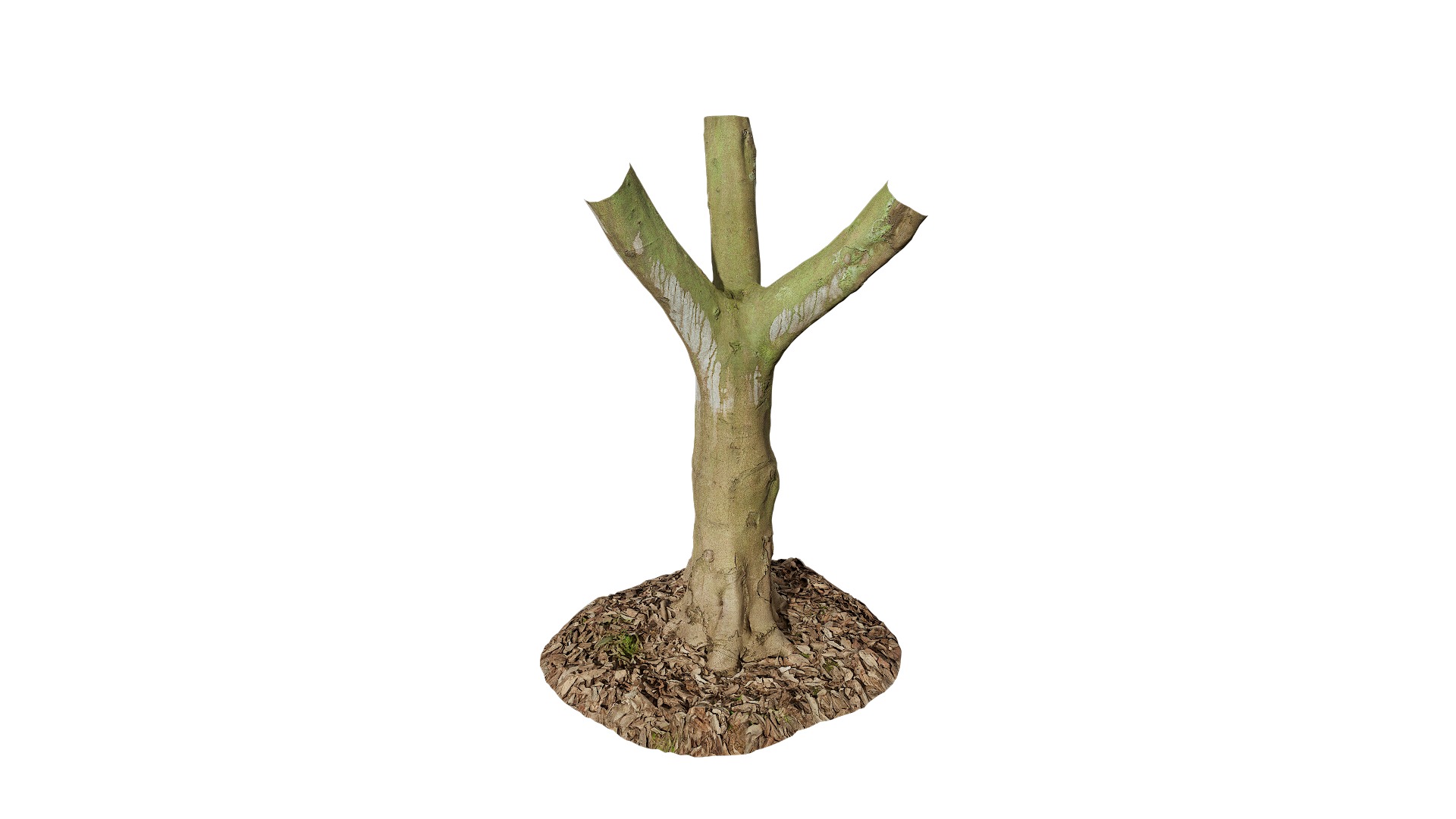 Anydrafts Cinnamomum burmannii Trunk 19 Low-poly 3D model_8