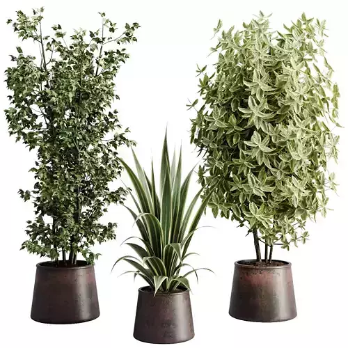 Tree plant Dracaena ficus elastica in a metal pot  627