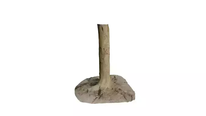 Anydrafts Cinnamomum burmannii Trunk 22