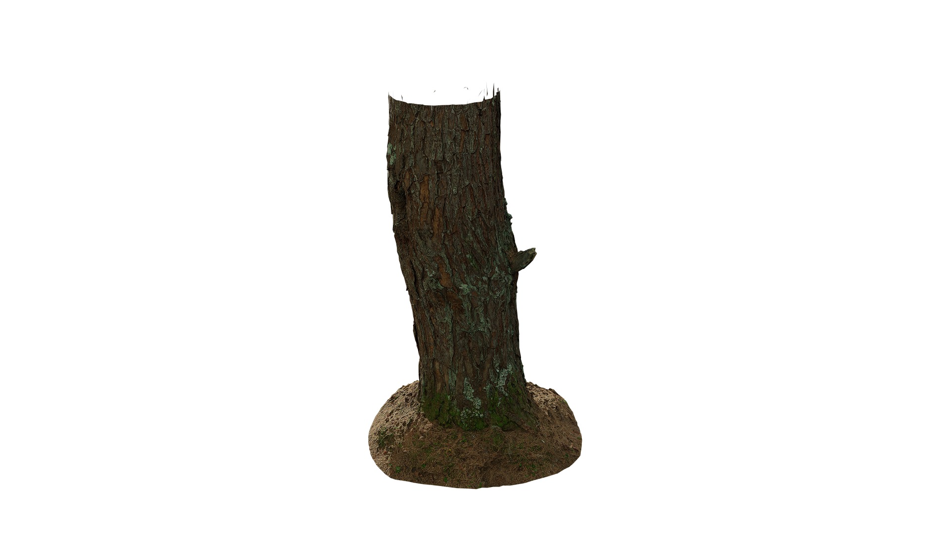 Anydrafts Pinus densata Trunk 02 Low-poly 3D model_2
