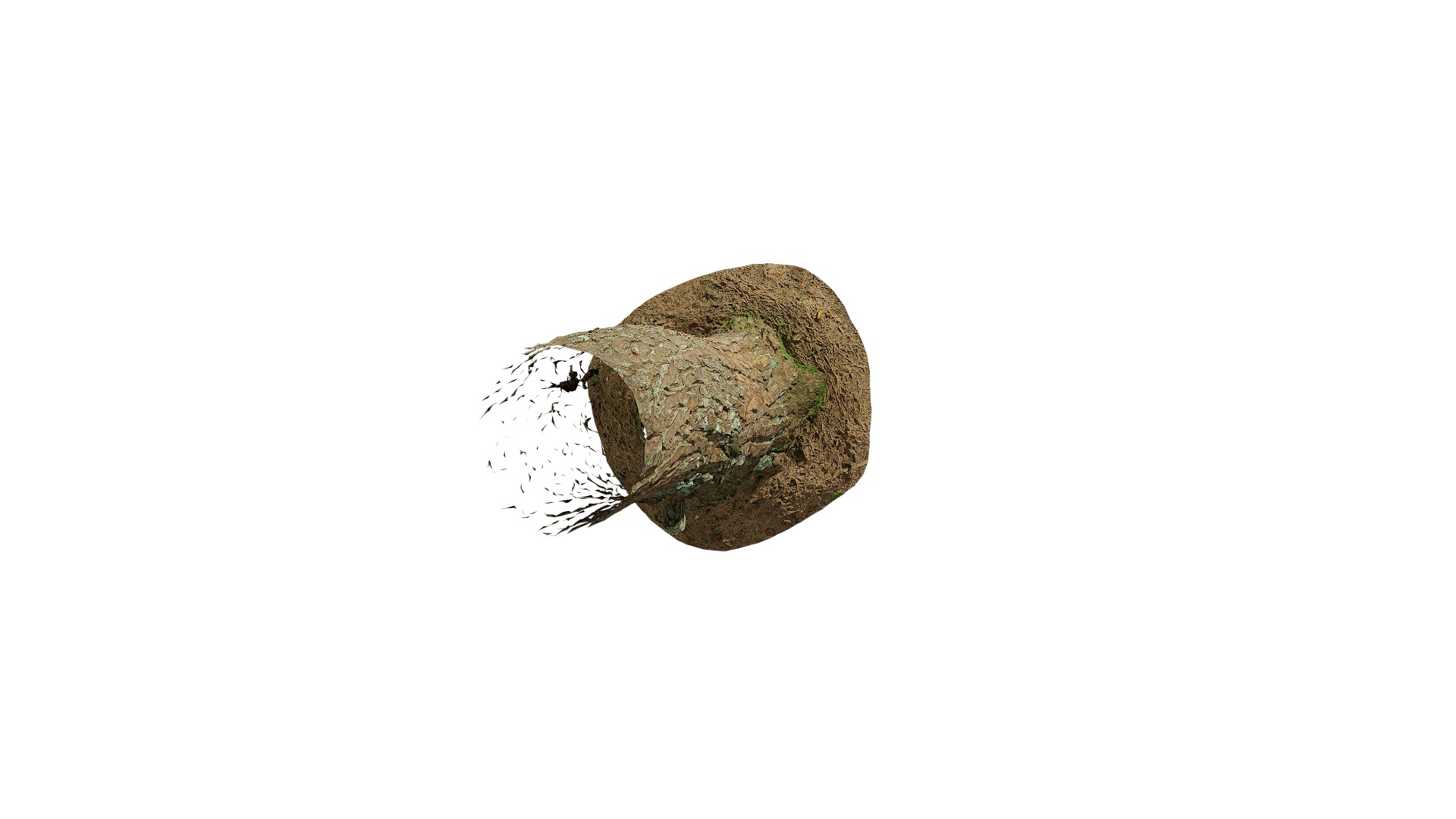 Anydrafts Pinus densata Trunk 02 Low-poly 3D model_4