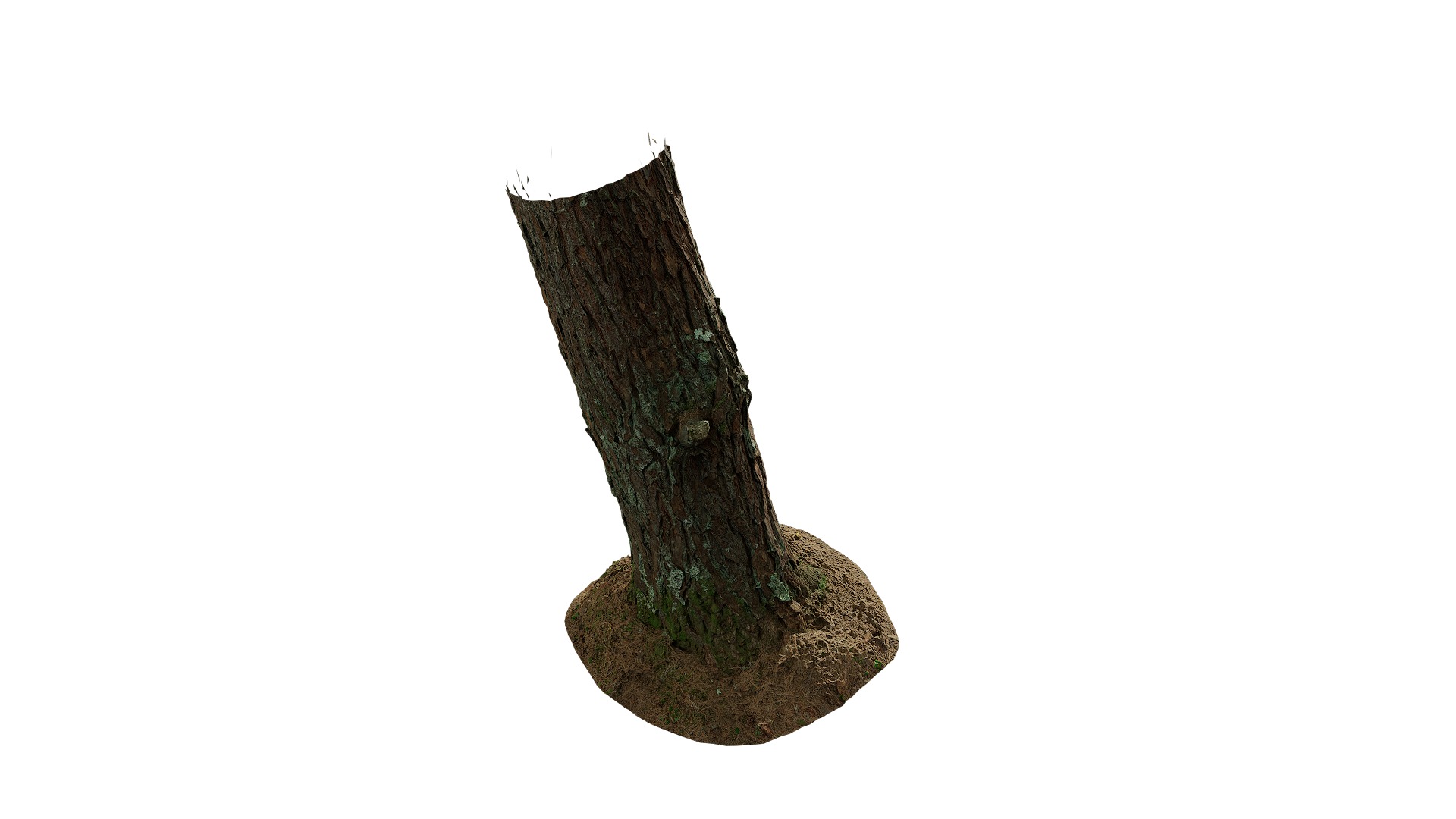 Anydrafts Pinus densata Trunk 02 Low-poly 3D model_10