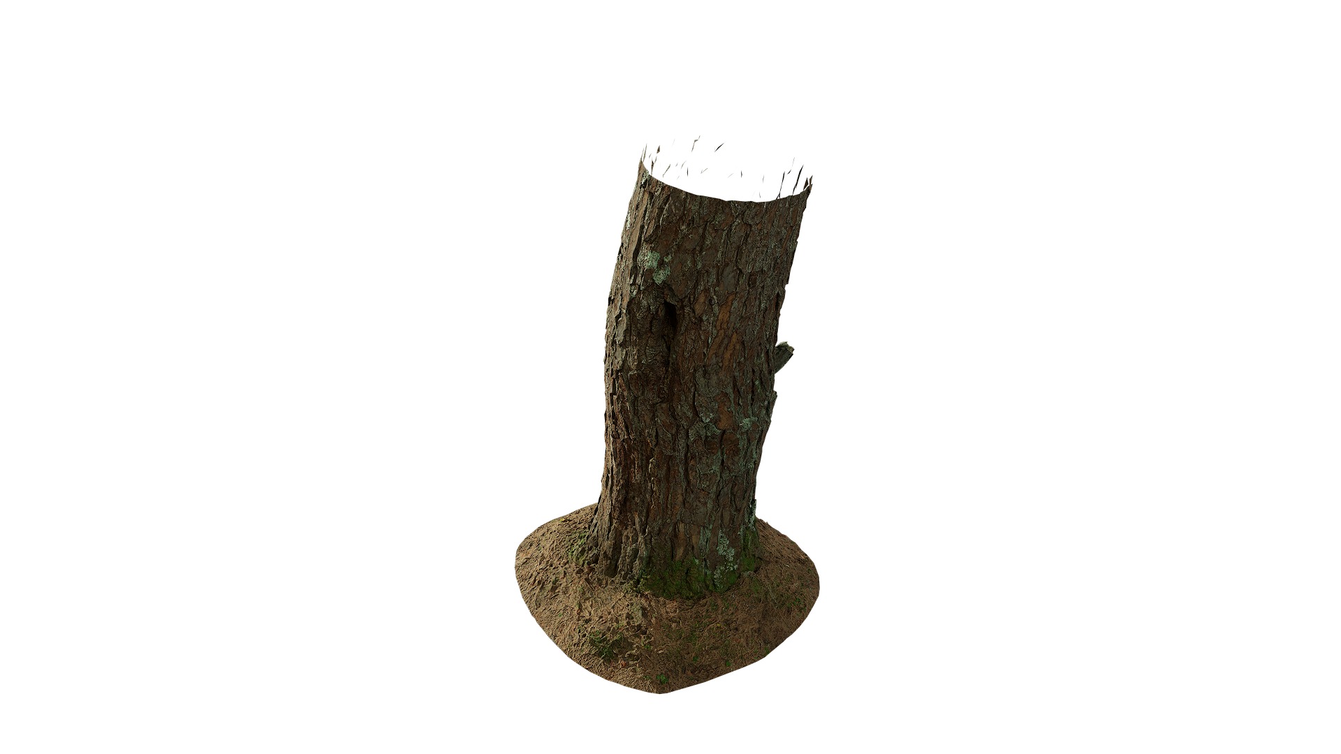 Anydrafts Pinus densata Trunk 02 Low-poly 3D model_6