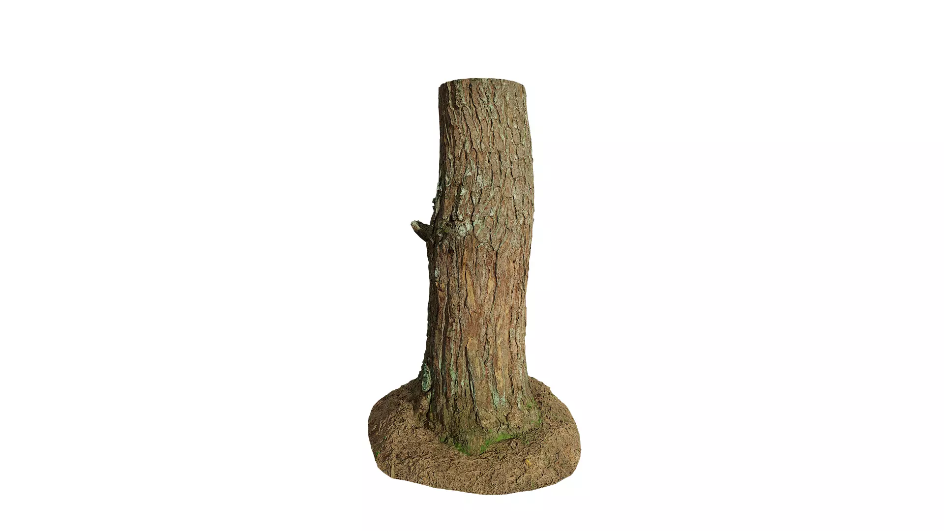 Anydrafts Pinus densata Trunk 02 Low-poly 3D model_0