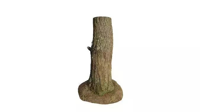 Anydrafts Pinus densata Trunk 02 Low-poly 3D model