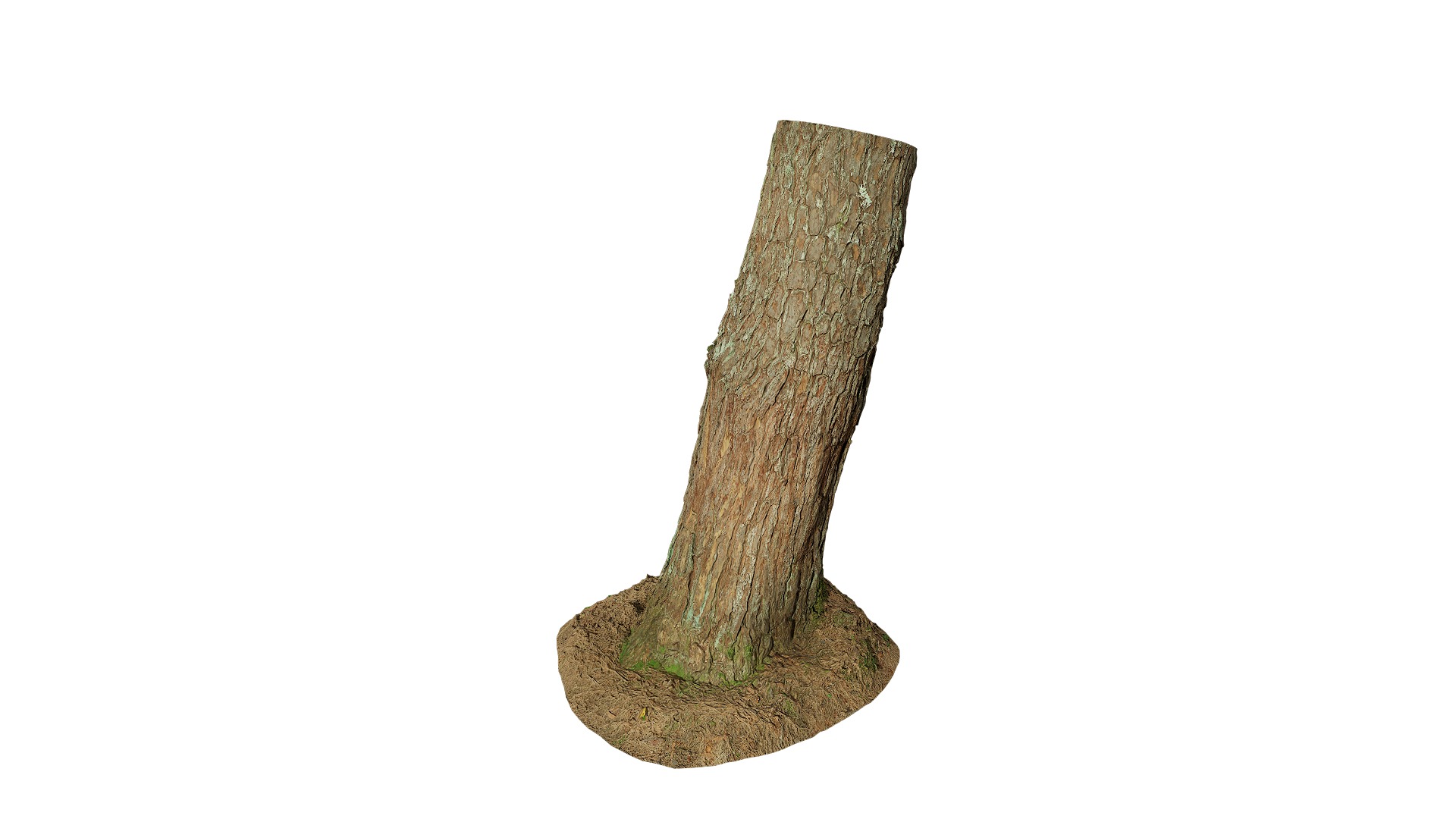 Anydrafts Pinus densata Trunk 02 Low-poly 3D model_8