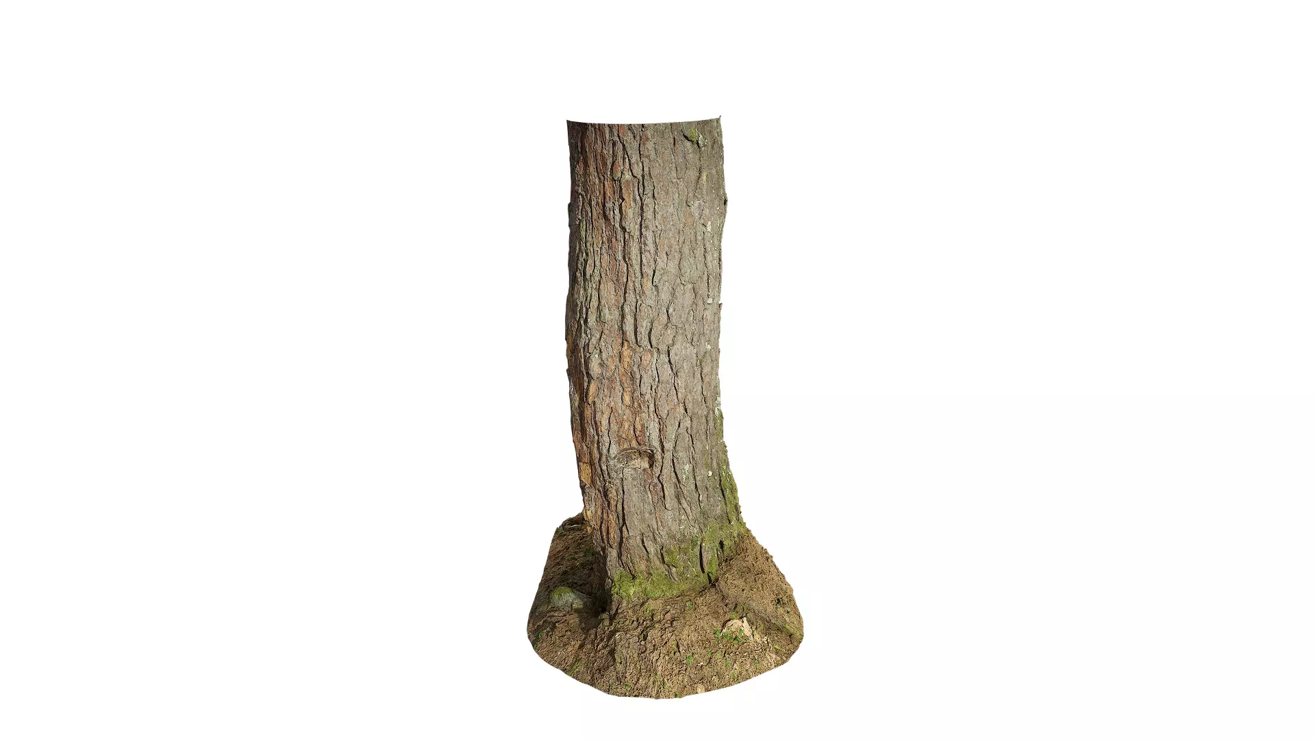 Anydrafts Pinus densata Trunk 04 Low-poly 3D model