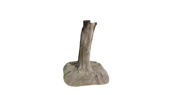 Anydrafts Cinnamomum burmannii Trunk 24