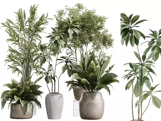AV Indoor plants set 210 Olive Ficus Lily Areca Palm Mix