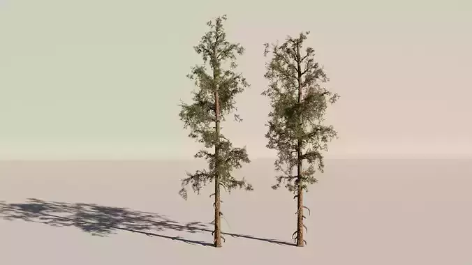 High Poly Pine Tree Pack - 2 Variations - Game-Film Ready 3D model