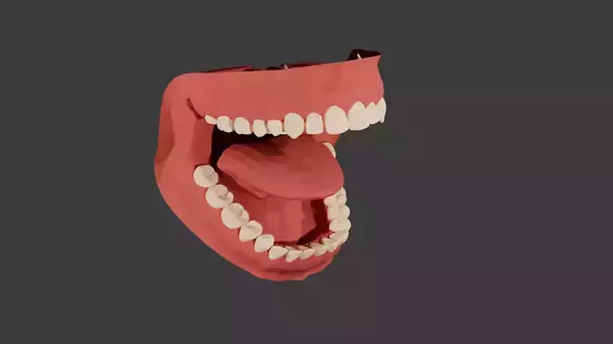 Stylized Mouth Anatomy  3D Print STL
