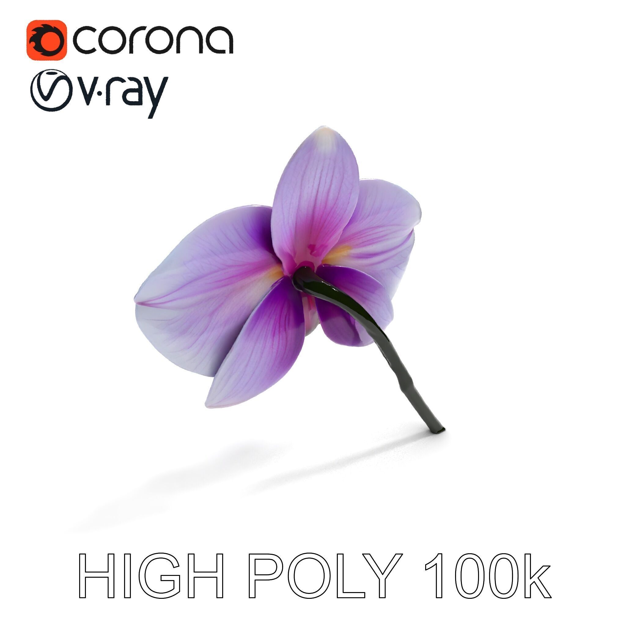 Orchid Flower Model Pack with Detailed Textures Low-poly 3D model_23