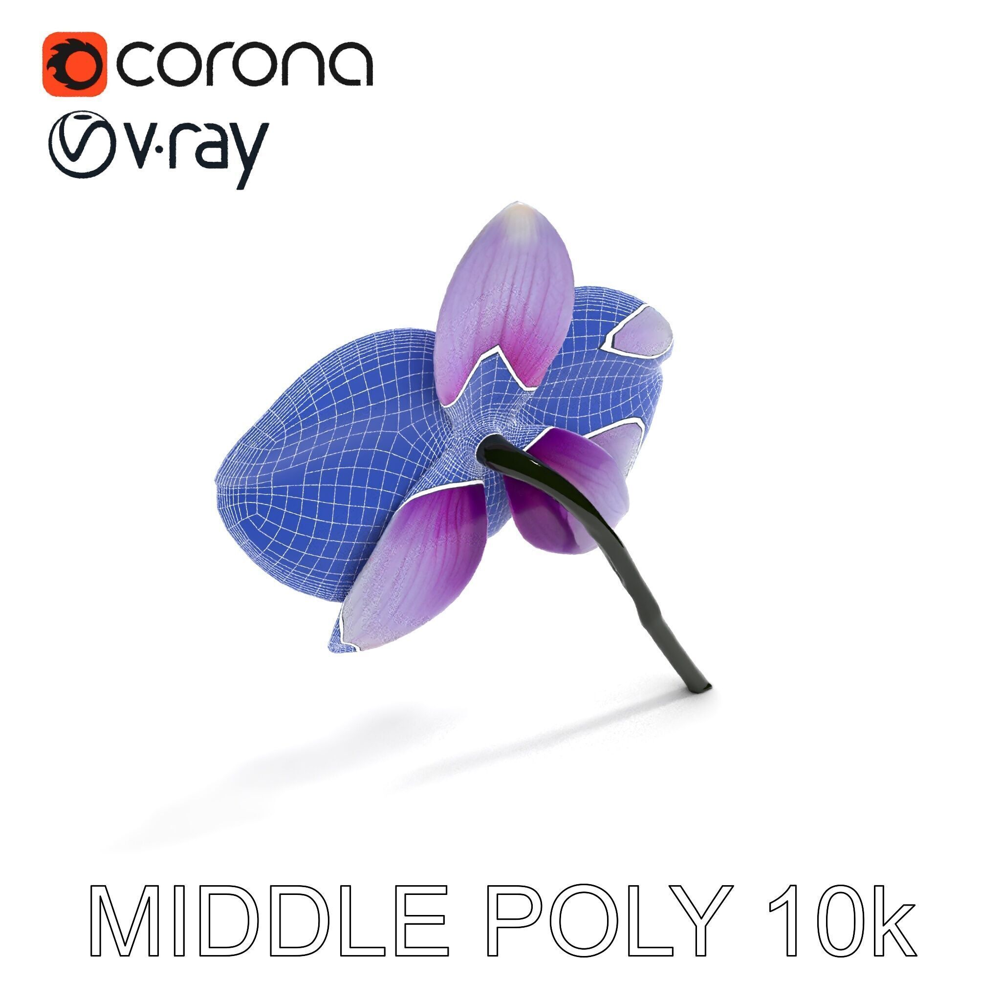 Orchid Flower Model Pack with Detailed Textures Low-poly 3D model_9