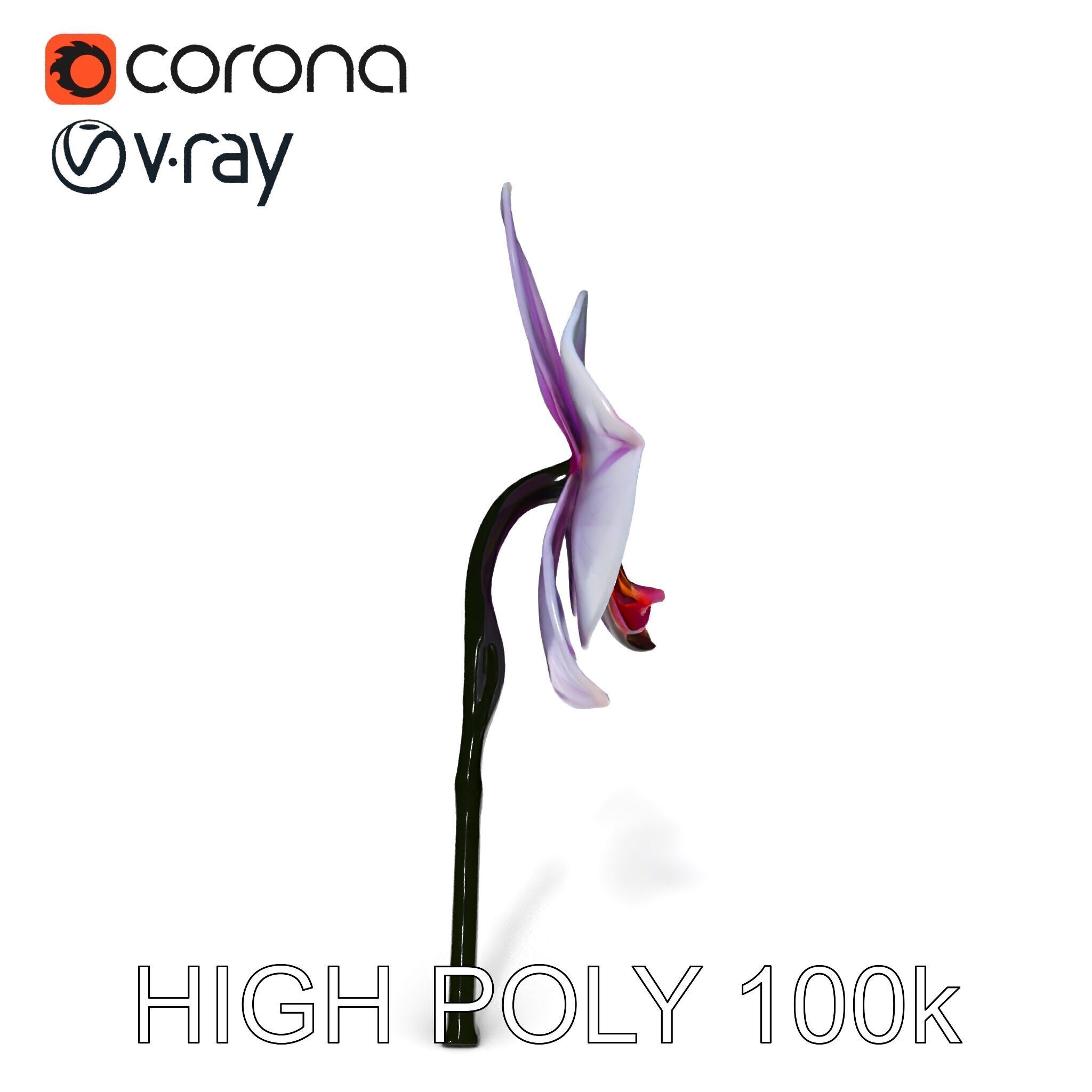 Orchid Flower Model Pack with Detailed Textures Low-poly 3D model_35