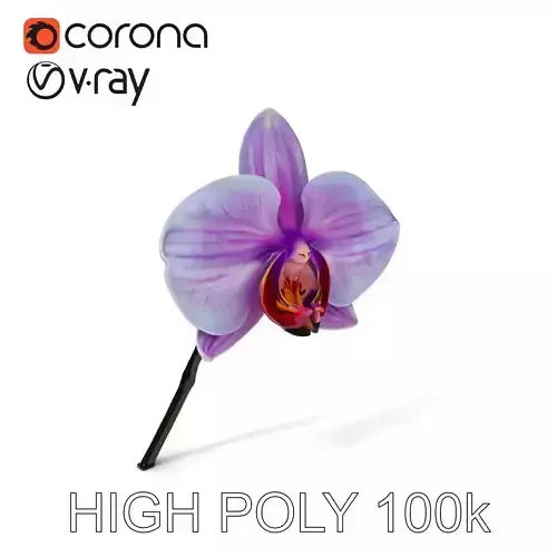 Orchid Flower Model Pack with Detailed Textures Low-poly 3D model
