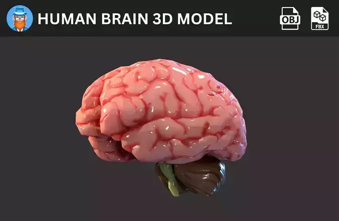 Human Brain 3D Model