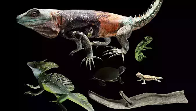 Reptile collection 3D model