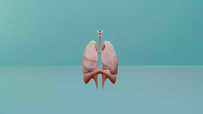 Human Respiratory System 3D Model with Diaphragm