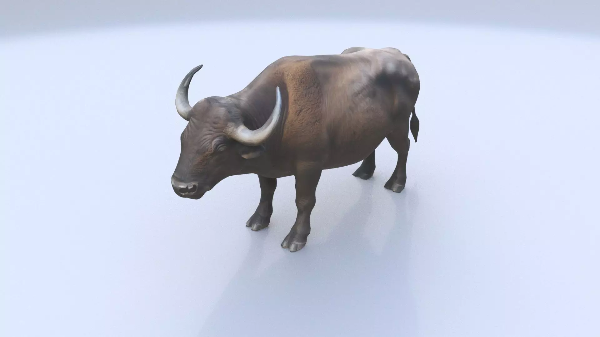 African Buffalo 3D model_0