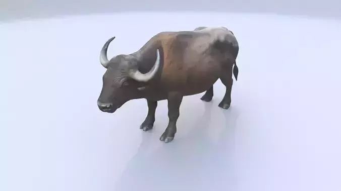 African Buffalo