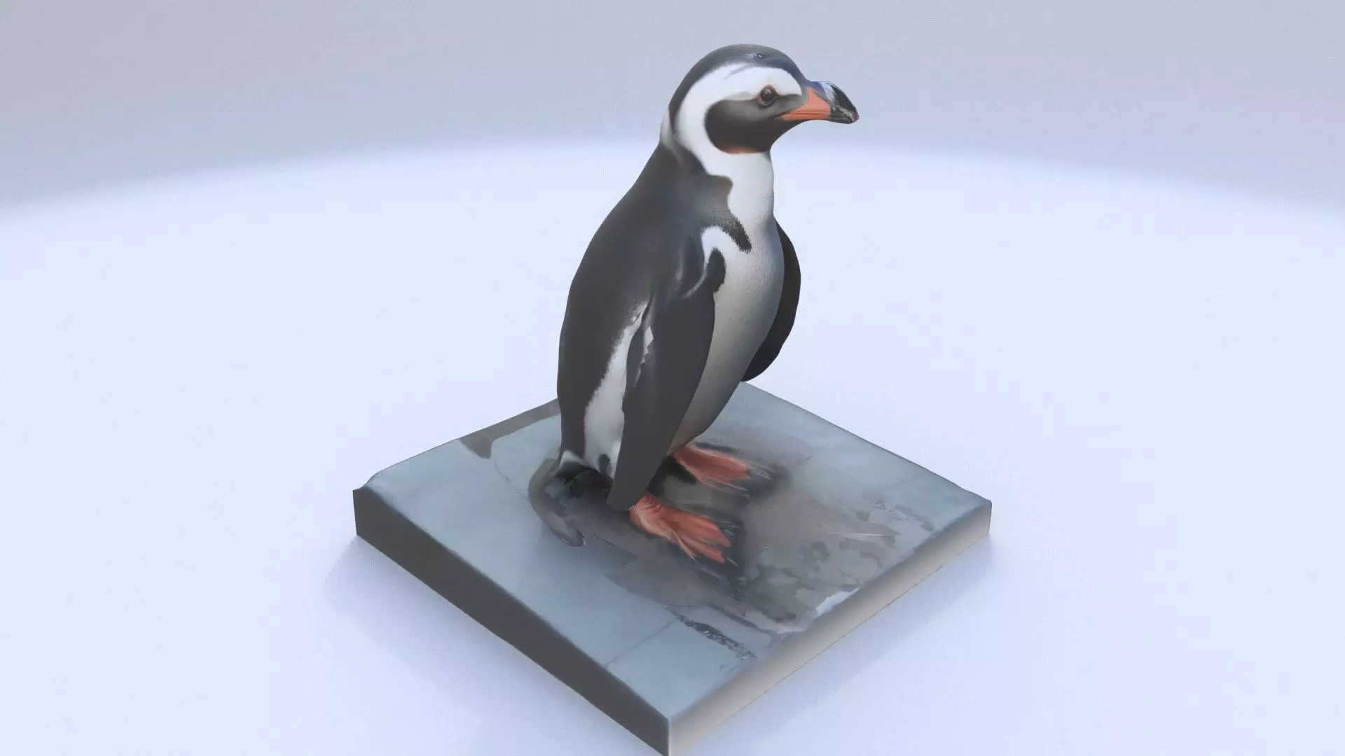 African Penguin 3D model_0