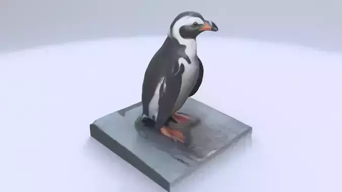 African Penguin