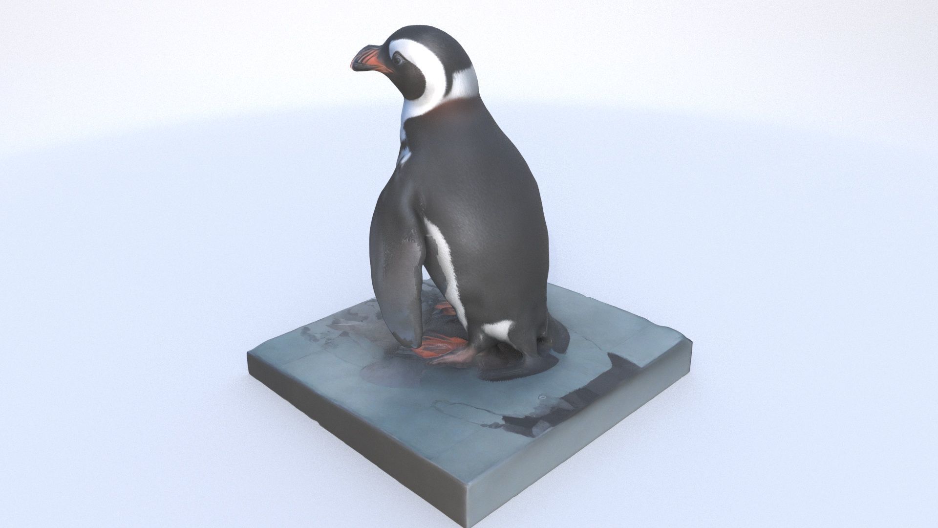 African Penguin 3D model_3