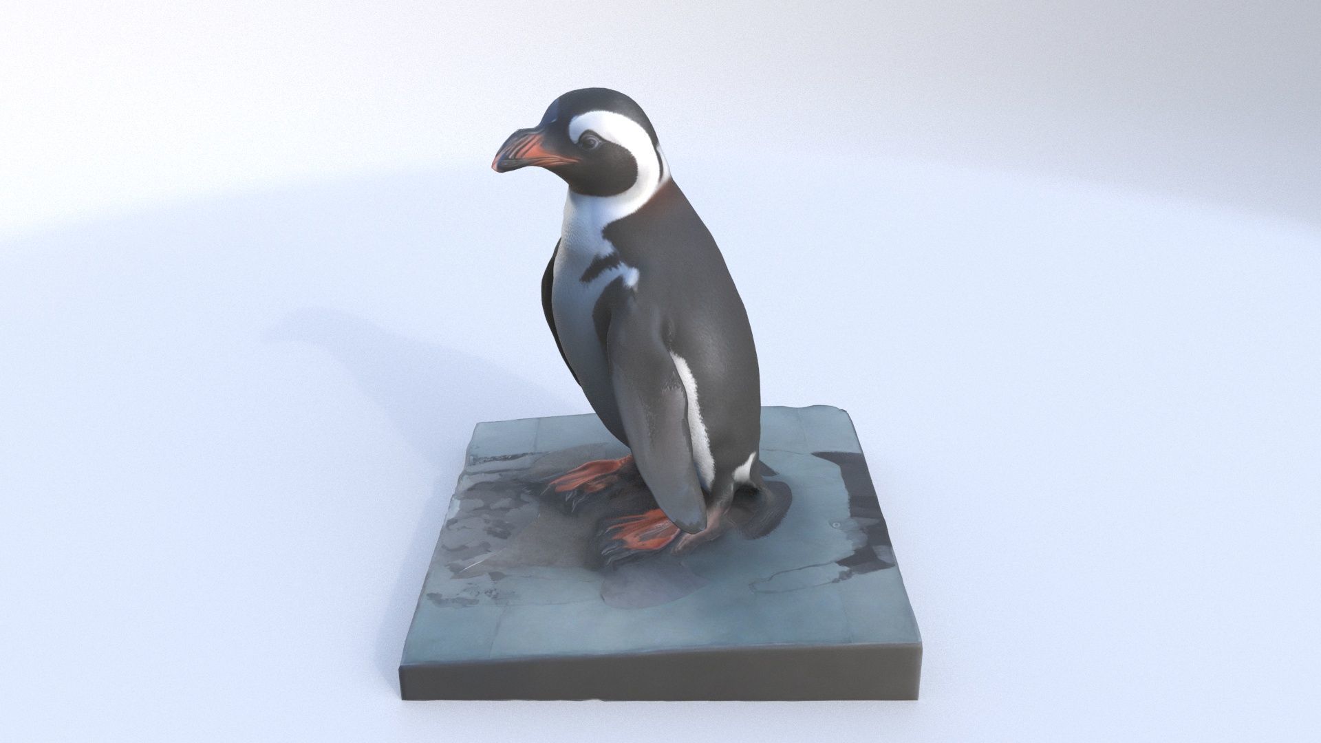 African Penguin 3D model_2