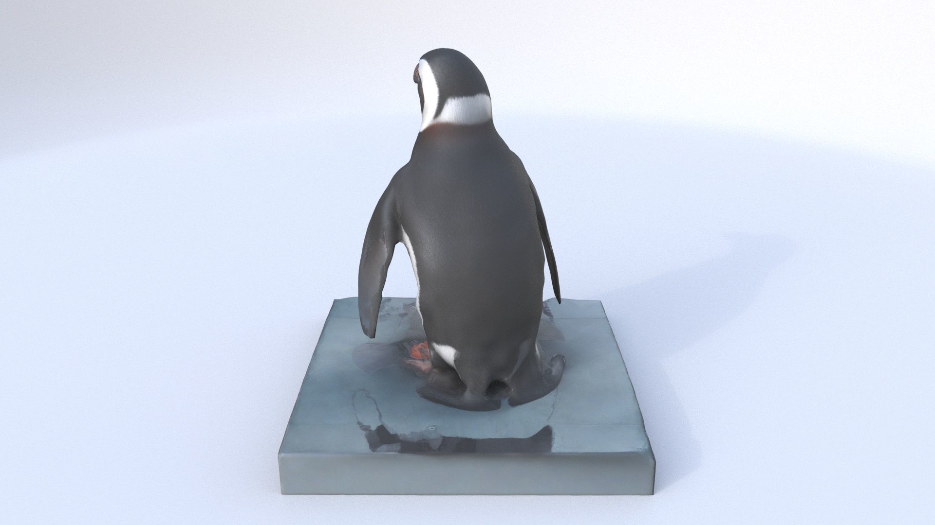 African Penguin 3D model_4