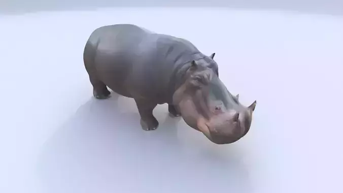 Hippopotamus