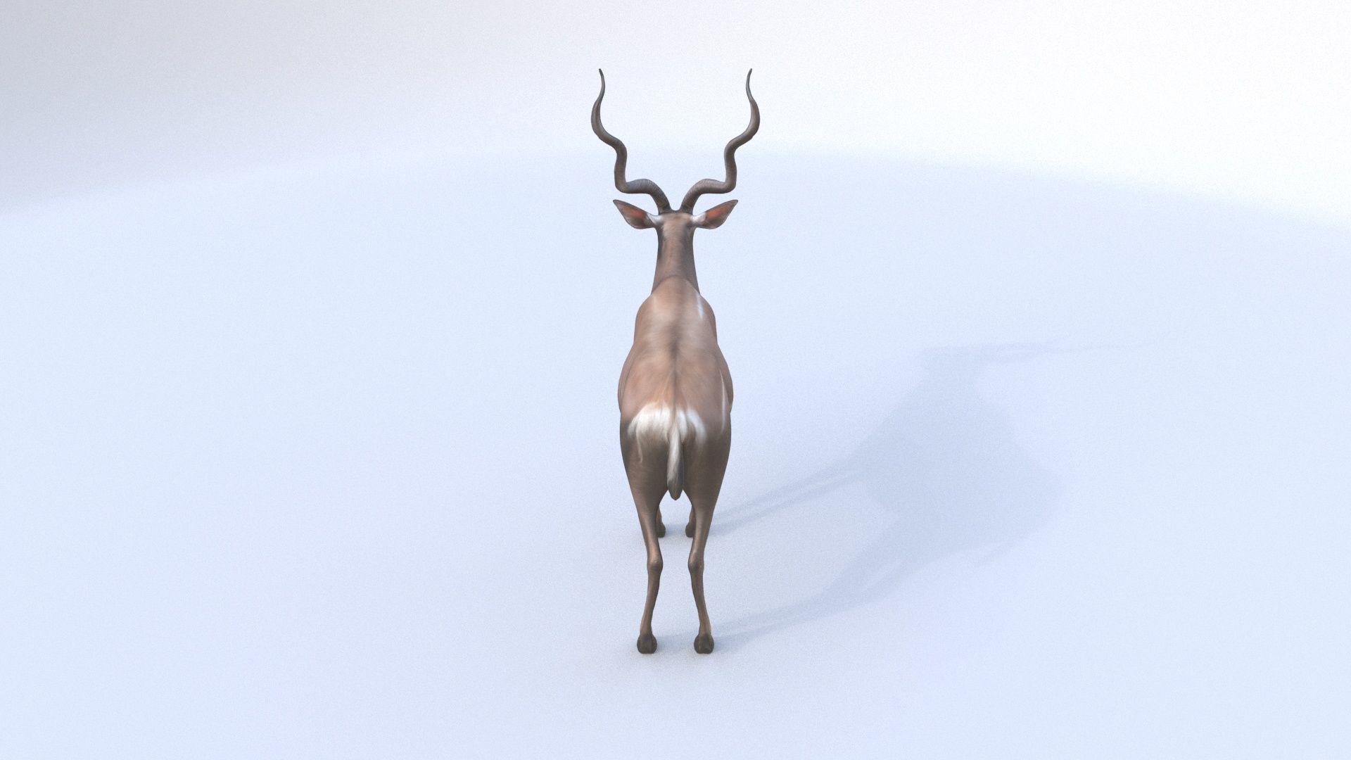 Kudu 3D model_4