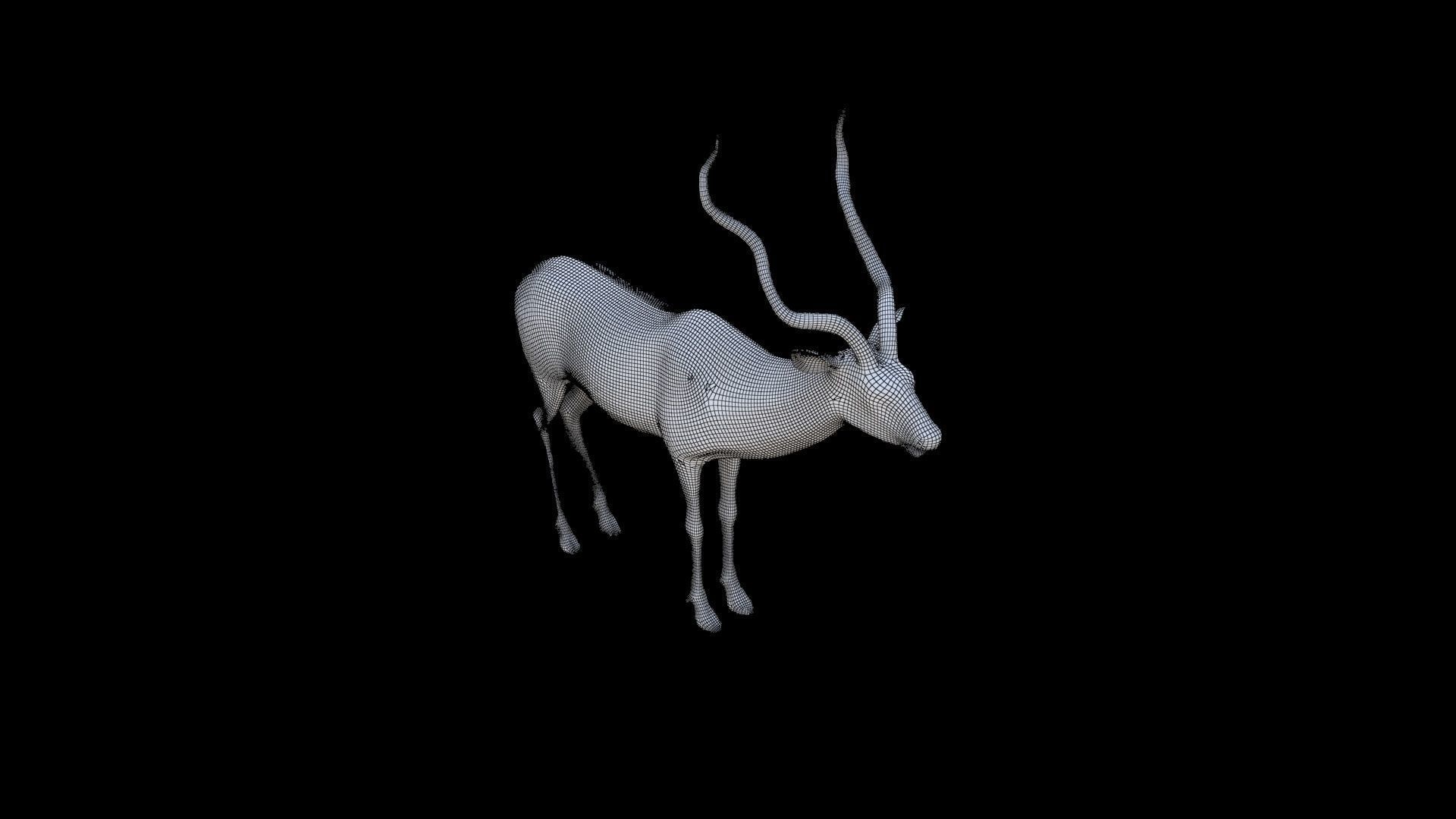 Kudu 3D model_5