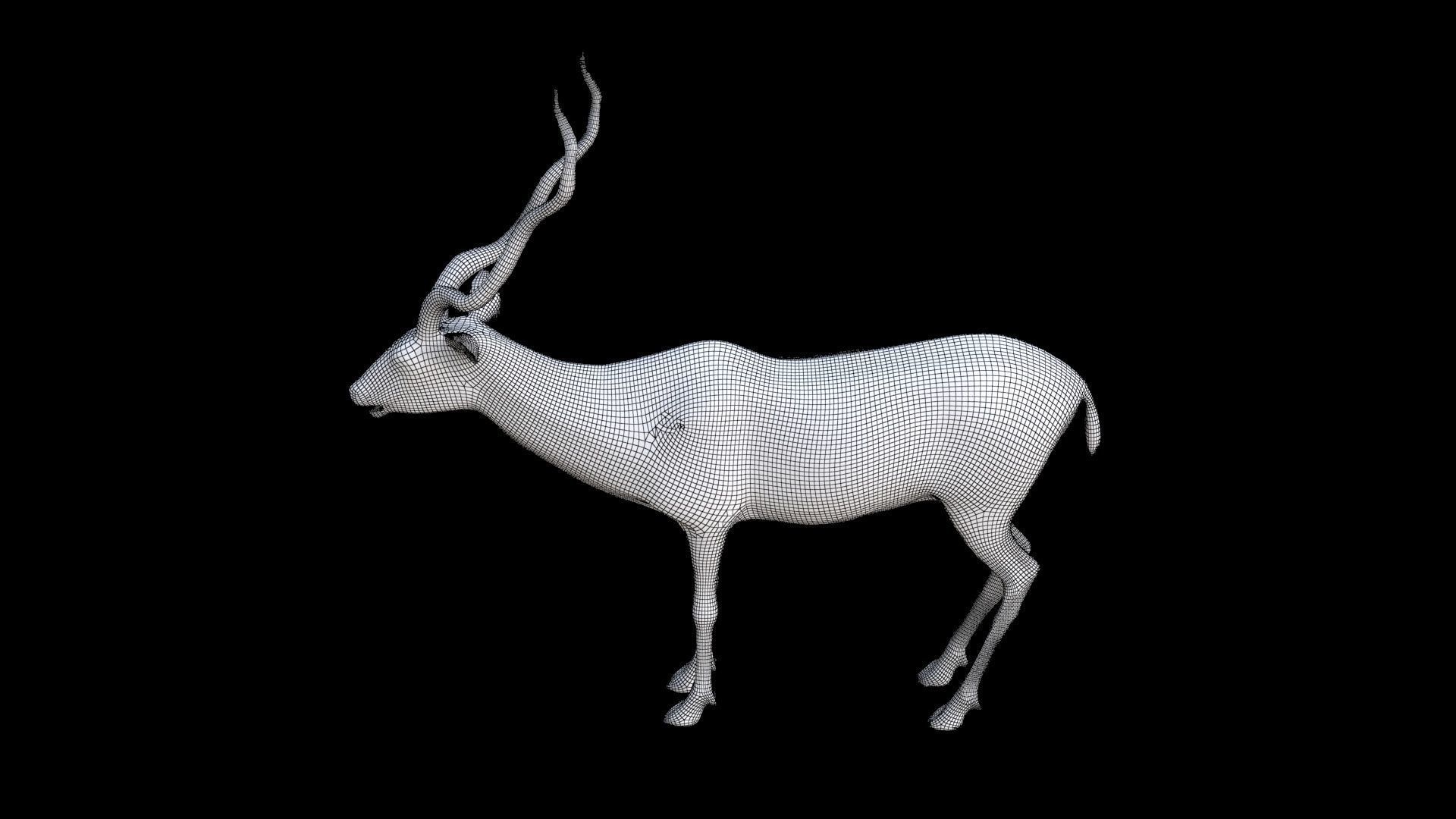 Kudu 3D model_7