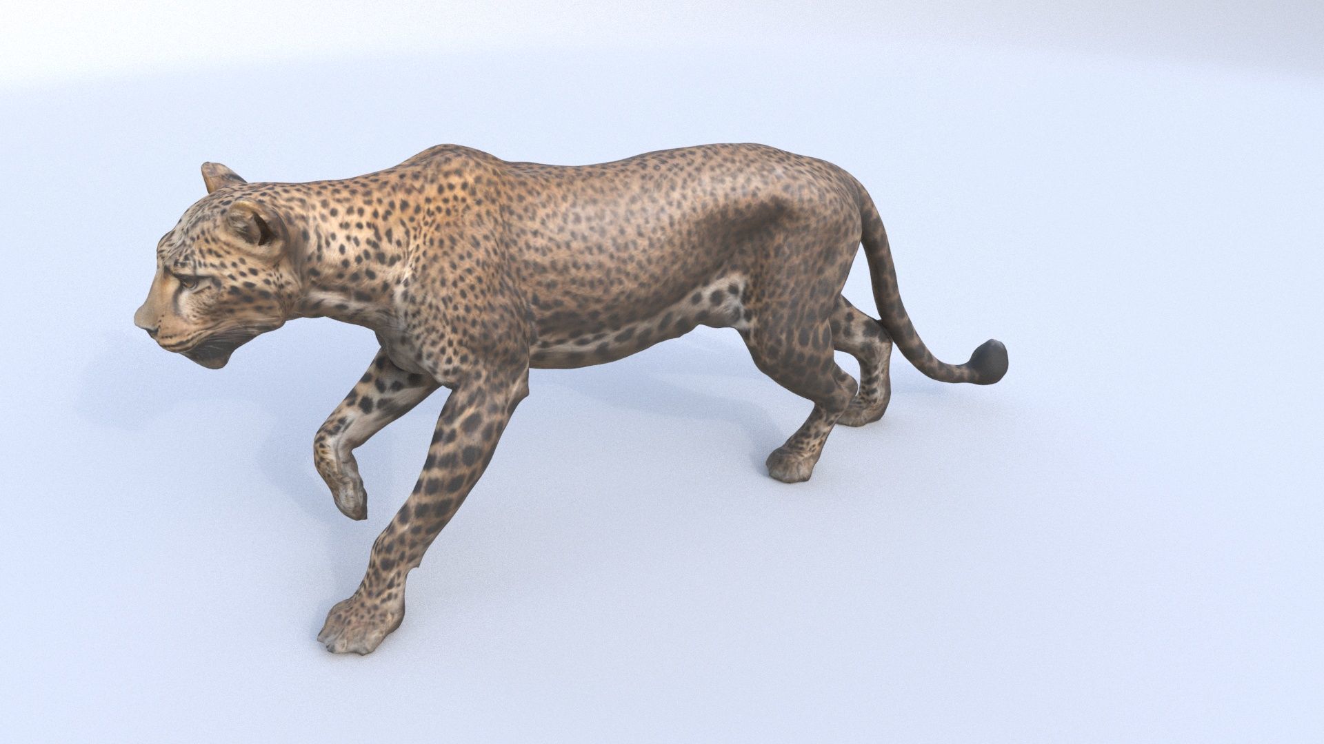 Leopard 3D model_2