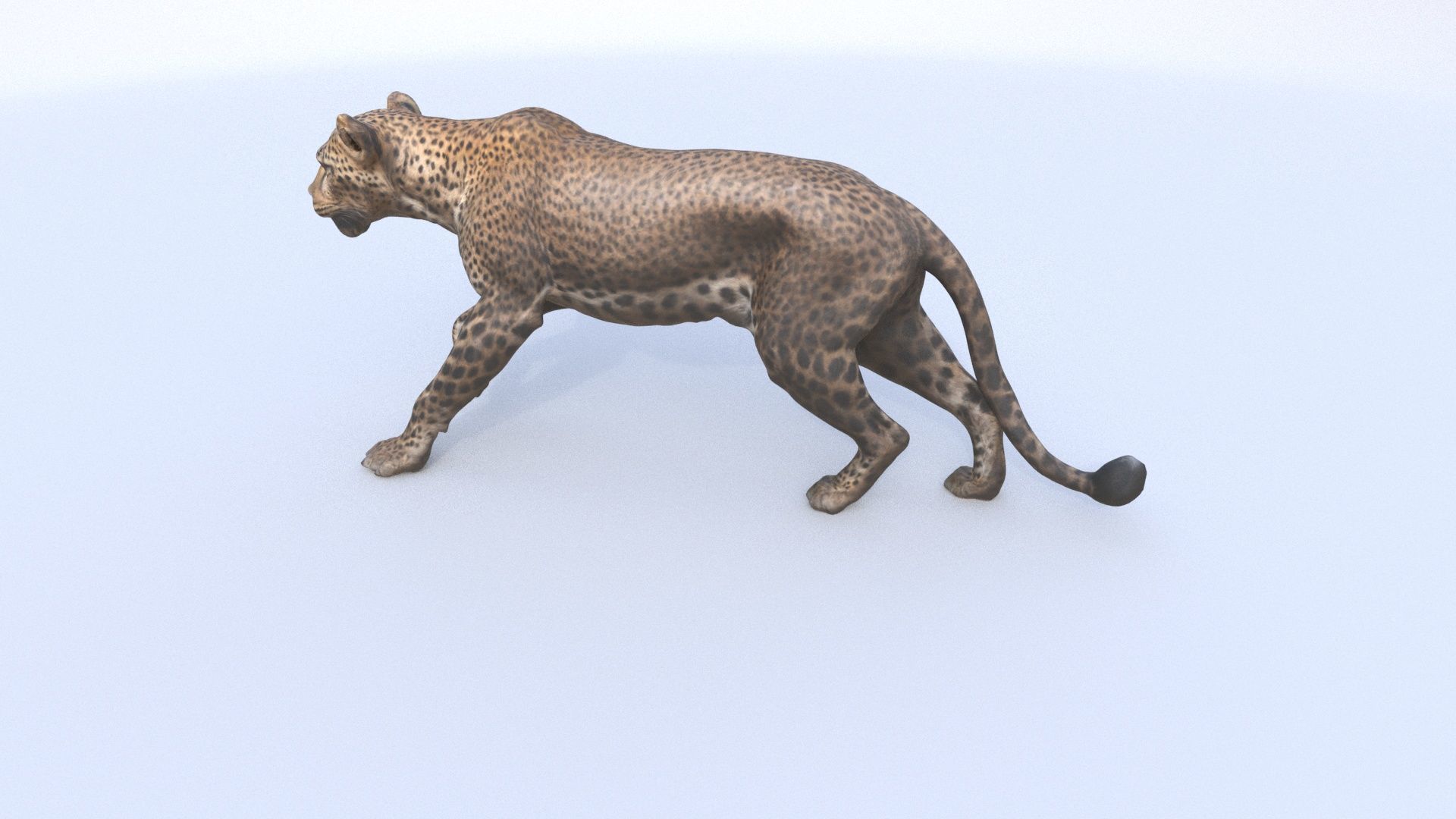 Leopard 3D model_3