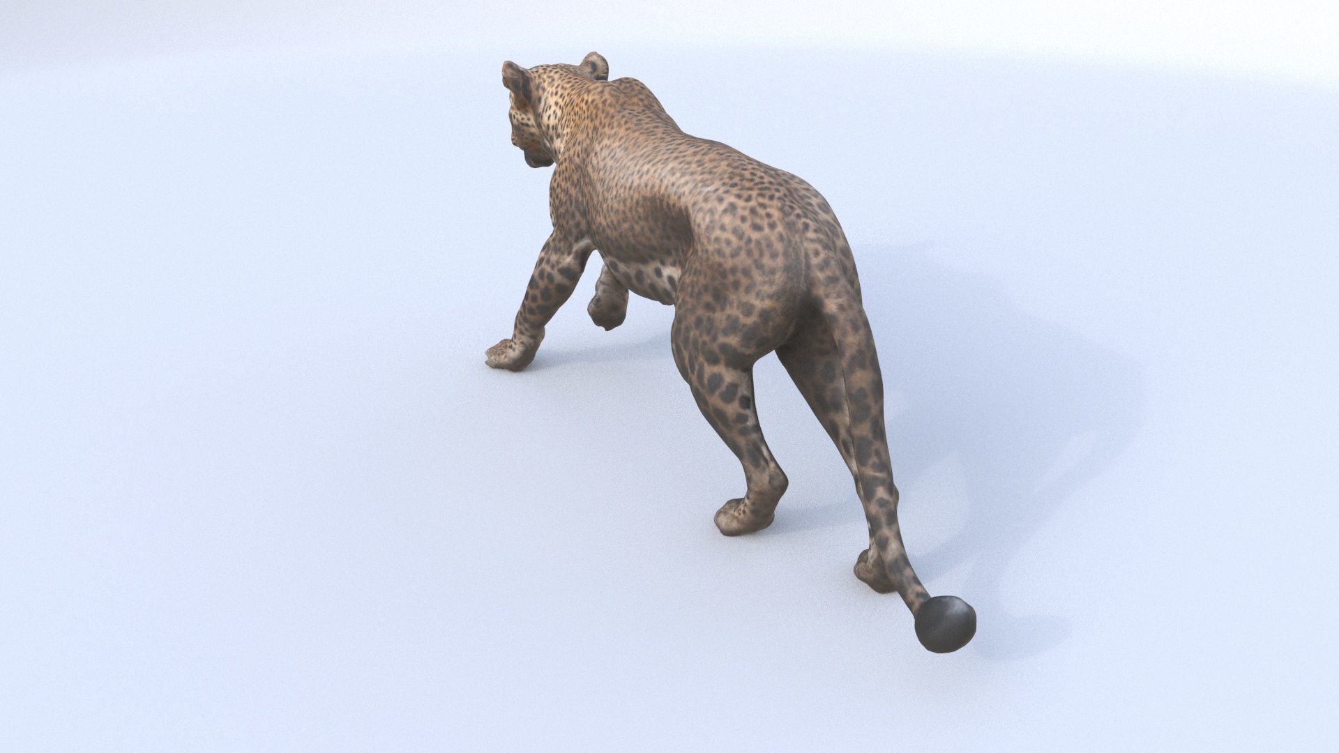 Leopard 3D model_4