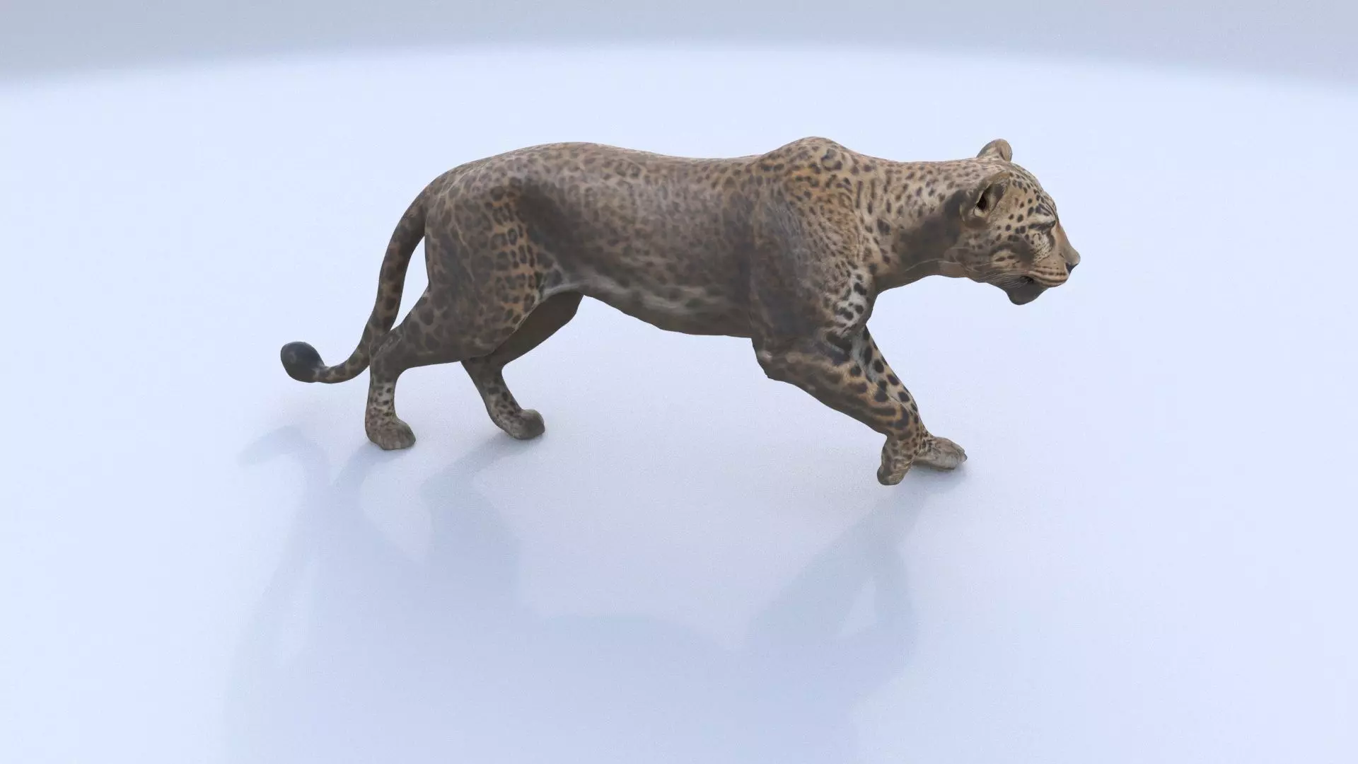 Leopard 3D model_0