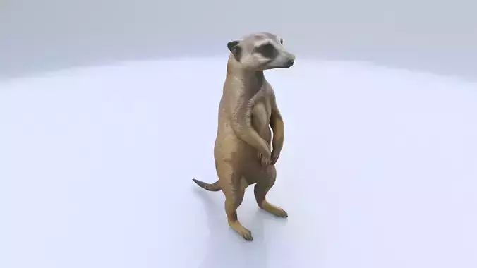 Meerkat