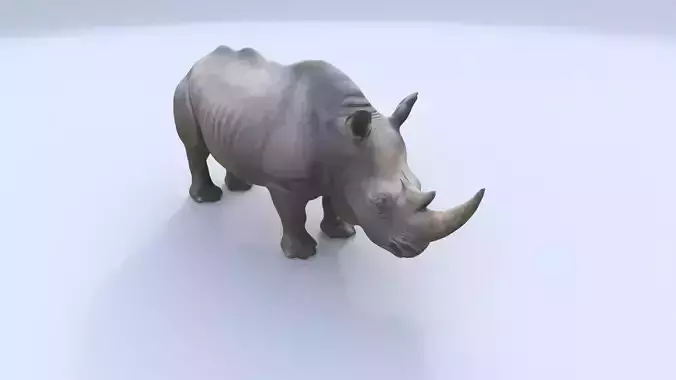 Rhinoceros