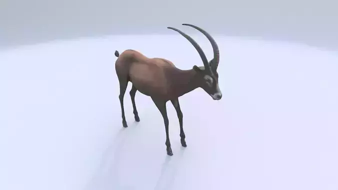 Sable Antelope
