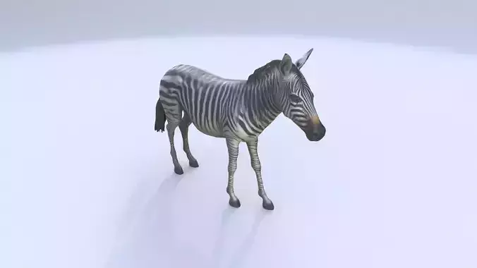 Zebra